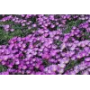 Delosperma sutherlandii