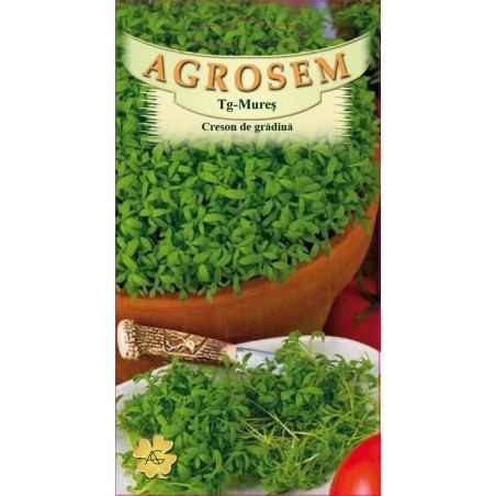 Creson de gradina seminte - Lepidium sativum