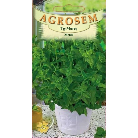 Menta seminte - Mentha piperita