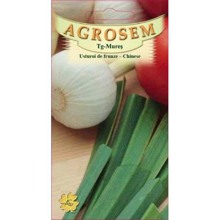 Usturoi de frunze seminte - Allium tuberosum