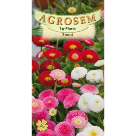 Banutei seminte - Bellis perennis mix