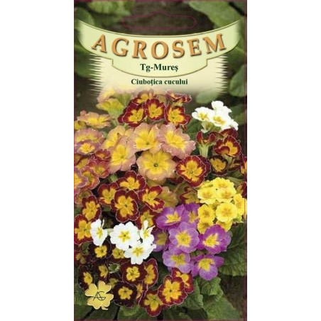 Ciubotica cucului seminte - Primula elatior mix