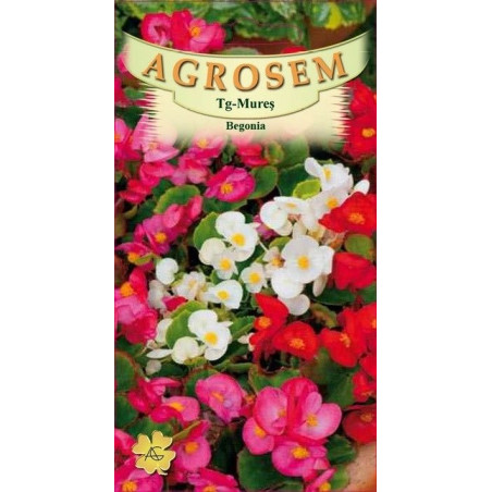 Begonia seminte - Begonia semperflorens