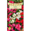 Begonia seminte - Begonia semperflorens