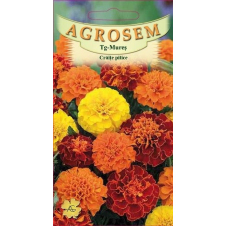 Craite pitice seminte - Tagetes patula nana mix