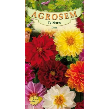 Dalia seminte - Dahlia variabilis mix