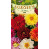 Dalia seminte - Dahlia variabilis mix