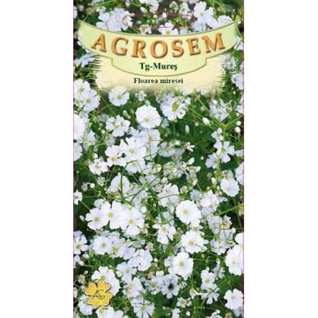 Floarea miresei seminte - Gypsophila elegans