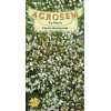 Floarea miresei perena alb seminte - Gypsophila paniculata
