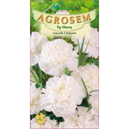 Garoafe Chabaud albe seminte - Dianthus caryophyllus Chabaud White