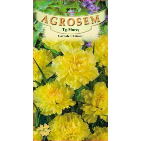 Garoafe Chabaud galbene seminte - Dianthus caryophyllus Chabaud Yellow