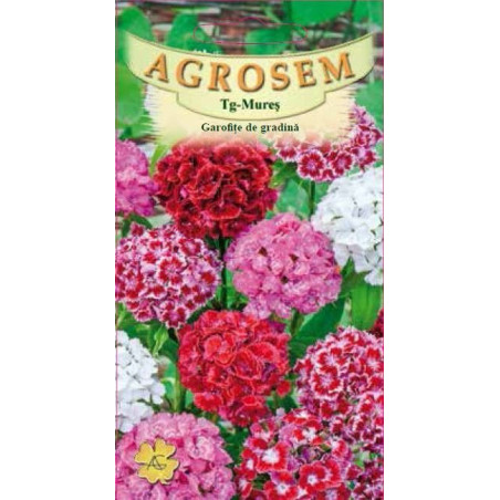 Garofite de gradina seminte - Dianthus barbatus mix