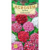 Garofite de gradina seminte - Dianthus barbatus mix