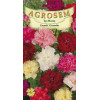 Garoafe Grenadin seminte - Dianthus caryophyllus Grenadin mix