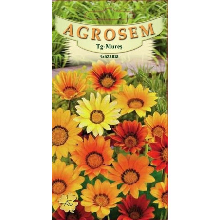 Gazania seminte - Gazania splendens mix