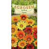 Gazania seminte - Gazania splendens mix