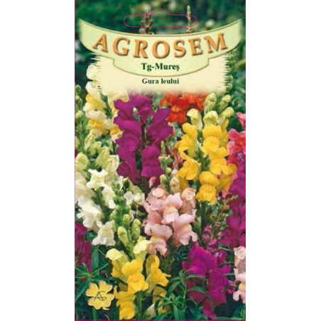 Gura leului seminte - Antirrhinum majus