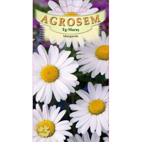 Margarete seminte - Chrysanthemum leucanthemum