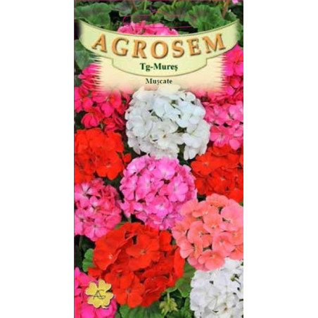 Muscate seminte - Pelargonium zonale mix