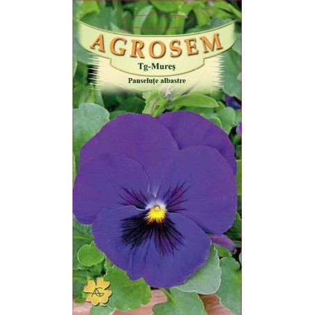Panselute albastre seminte - Viola witrockiana