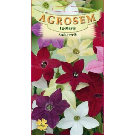 Regina noptii seminte - Nicotiana alata mix