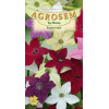 Regina noptii seminte - Nicotiana alata mix