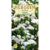 Saraturica alba seminte - Limonium sinuatum