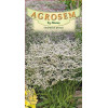 Saraturica alba perena seminte - Limonium tataricum
