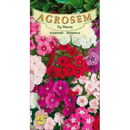 Scanteiuta - brumarele seminte - Phlox drummondii