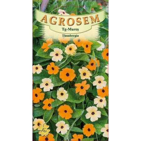 Thunbergia seminte - Thunbergia alata
