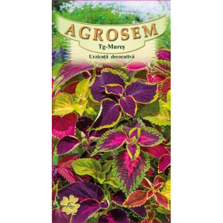 Urzicuta decorativa seminte - Coleus blumei mix