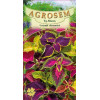 Urzicuta decorativa seminte - Coleus blumei mix