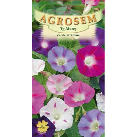 Zorele urcatoare seminte - Ipomoea purpurea mix