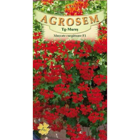 Muscate curgatoare F1 seminte - Pelargonium peltatum Showers F1 Burgundy