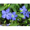 Vinca minor Blue