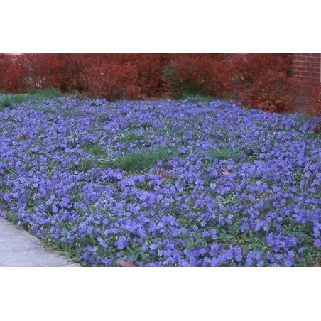 Vinca minor Blue