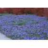 Vinca minor Blue