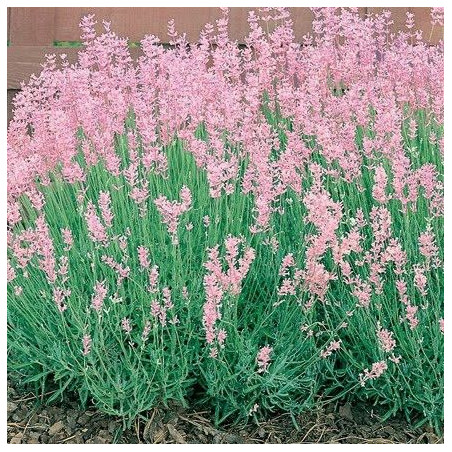 Lavandula angustifolia "Rosea"
