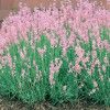 Lavandula angustifolia "Rosea"