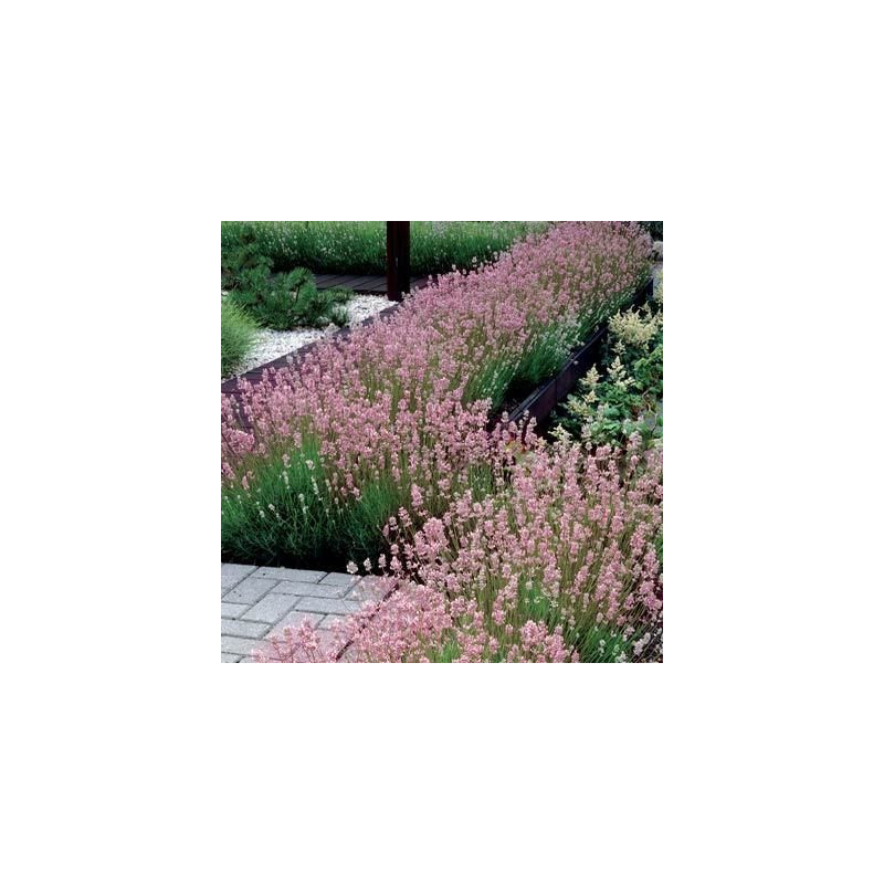 Lavandula angustifolia "Rosea"
