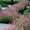 Lavandula angustifolia "Rosea"