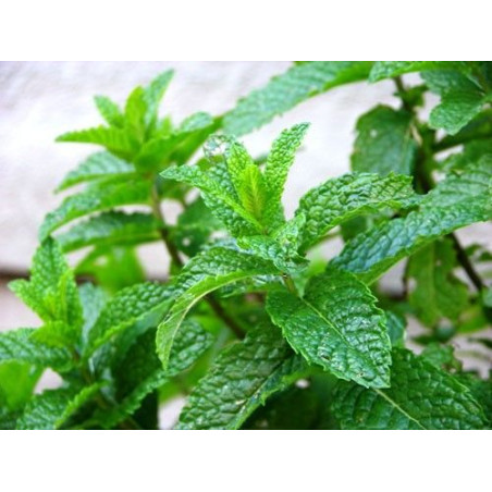 Mentha spicata Moroccan G-9