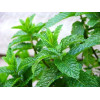Mentha spicata Moroccan G-9