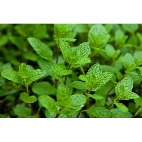 Mentha x villosa Mojito Mint G-9
