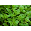Mentha x villosa Mojito Mint G-9