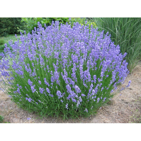 Lavandula x intermedia Grosso G-9