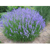 Lavandula x intermedia Grosso G-9
