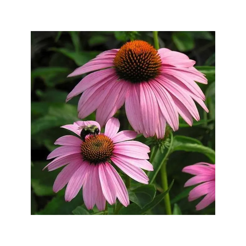 Echinacea purpurea Magnus