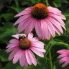 Echinacea purpurea Magnus