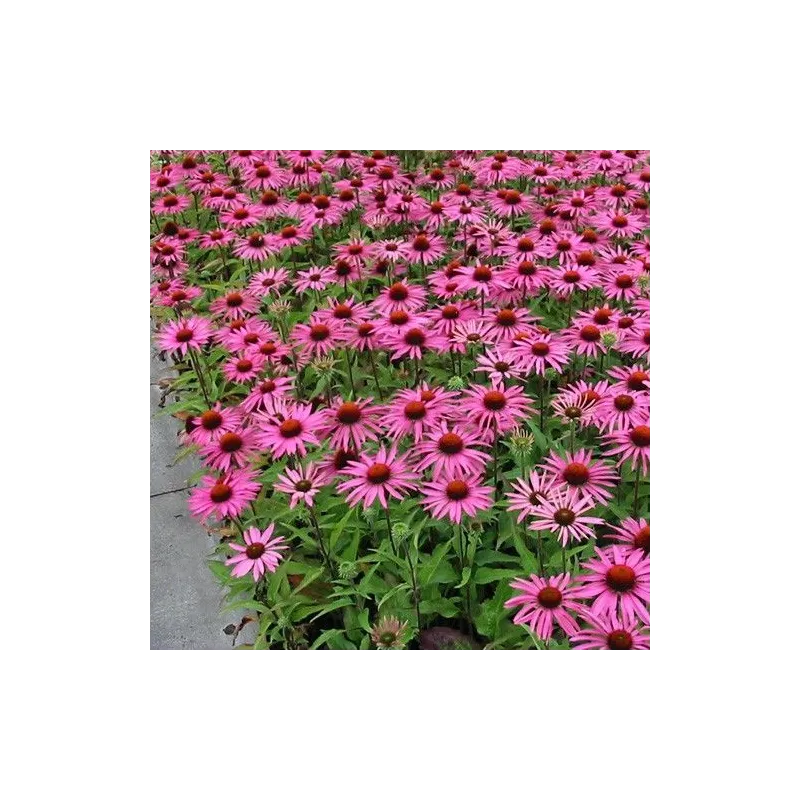 Echinacea purpurea Magnus G-9